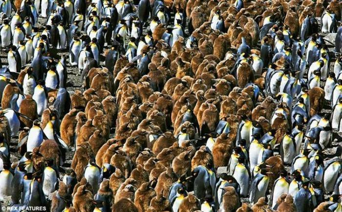 pinguins_04.jpg